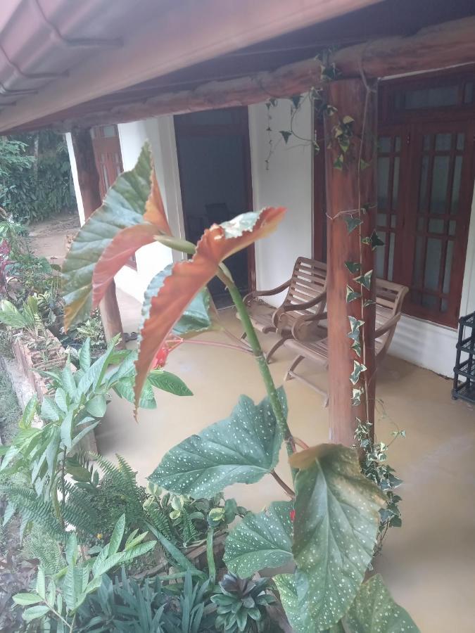 Supipi Homestay إيلا المظهر الخارجي الصورة