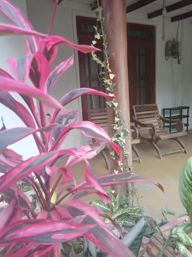 Supipi Homestay إيلا المظهر الخارجي الصورة